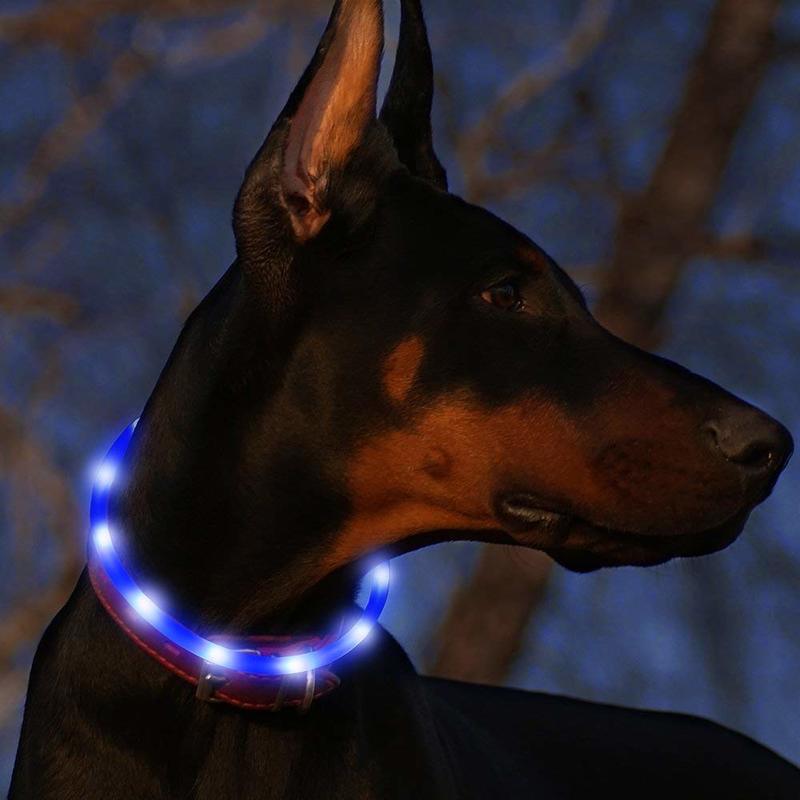 dog glowing safety collar