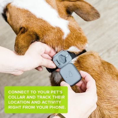 activity monitor for old dogs