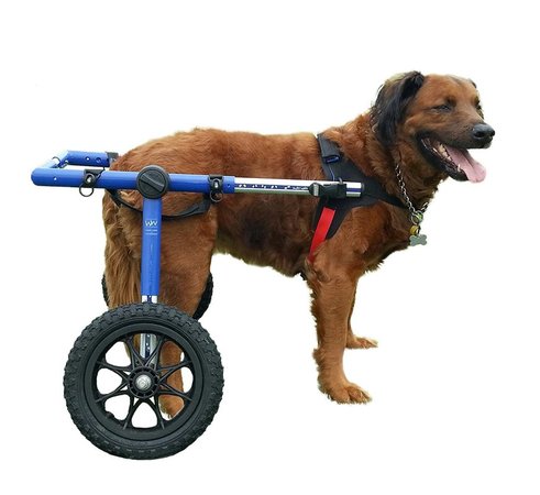 Dog Wheelchairs - Senior Dog Moments
